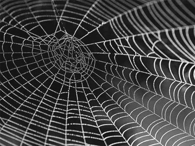 spider-web-web